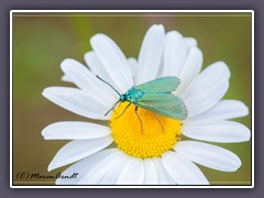 Insekten - Grünwidderchen