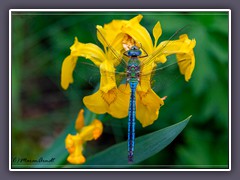 Insekten - Große Königslibelle - Männchen