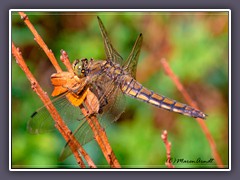 Insekten - Großer Blaupfeil - Weibchen mit Beute