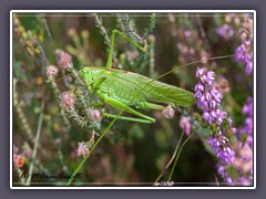 Insekten - großes grünes Heupferd