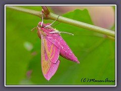 Insekten - mittlerer Weinschwärmer