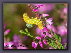 Insekten - Raupe der Heidekraut Bunteule mit Schmarotzer Larven einer Schlupfwespe