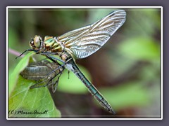 Insekten - Smaragdlibelle