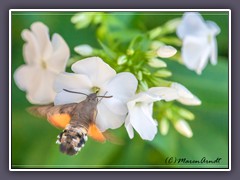 Insekten - Sommerbesuch - Taubenschwänzchen