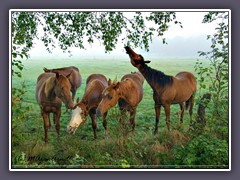 Landwirtschaft - Pferde