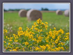 Landwirtschaft - August in den Postwiesen