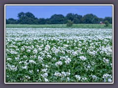 Landwirtschaft - blühende Kartoffelfelder