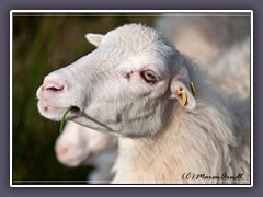 Landwirtschaft - Moorschnucke