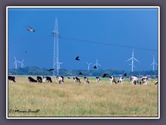 Landwirtschaft - Schwarzbunte unter Strom