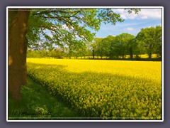 Landwirtschaft - Rapsfelder