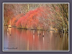 Moorpflanzen - Frühlingsfarben - Gagel 