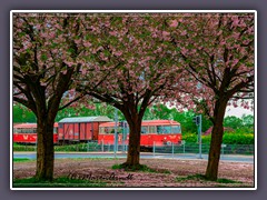 Moorexpress - Frühlingsfahrt durch Osterholz-Scharmbeck