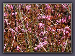 Moorpflanzen - Blütenwiese der Moosbeere