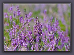 Moorpflanzen - die Besenheide ist Blume des Jahres 2019