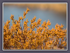 Moorpflanzen - Gagel im Frühling