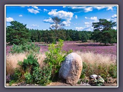 Moorpflanzen - Heideblüte im Springmoor