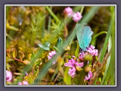 Moorpflanzen - Moosbeerenblüten mit Brombeerzipfelfalter