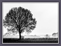 Schwarzweiss - der Baum