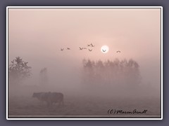 Sonnenaufgang - Kraniche im Nebel