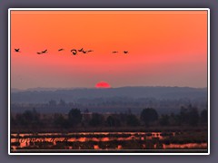 Sonnenaufgang - Kraniche ziehen in den Tag