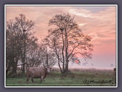 Sonnenaufgang - so typisch Teufelsmoor