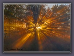 Sonnenaufgang - Sonnensstrahlen im Wald