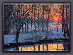 Sonnenuntergang - hinter Bäumen verschwindet die rote Sonne