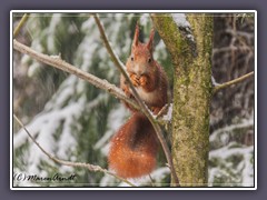 Tiere  - Eichhörnchen