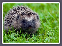 Tiere -  Igel