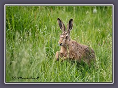 Tiere - Hase