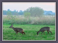 Tiere - Rehe