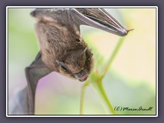 Tiere - Zwergfledermaus