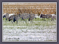 Vögel - Grus Grus Kraniche überwintern im Teufelsmoor