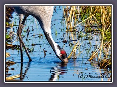 Vögel - Kranich - Grus Grus