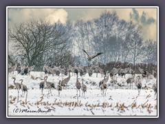 Vögel - Kraniche im Schnee