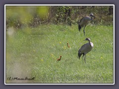 Vögel - Kranichfamilie im Teufelsmoor