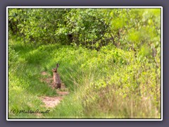 Wege ins Moor - Begegung