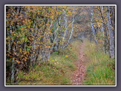 Wege ins Moor - Herbst