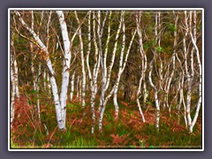 Wie gemalt - Birken im Herbst