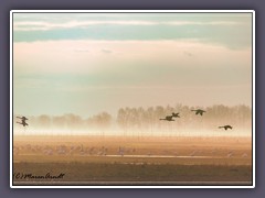 Winter - Singschwäne im Morgengrauen