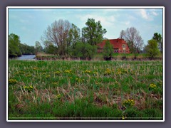 Wümme - im Frühling blühen Sumpfdotterblumen