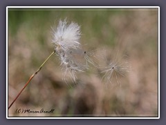 Wollgras - das puschelige Gras