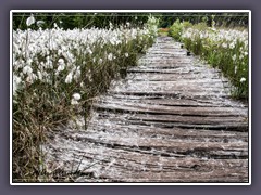 Wollgras - Stege und Wege im Moor