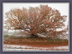 Worpswede - die Mackenseneiche in ihrem letzten Winter 2016 bevor Orkan Xavier sie im Sommer 2017 zerstörte