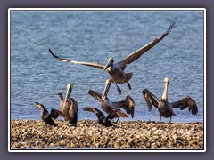 Brown Pelicans and Kormorans
