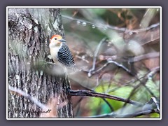 Poetry Nature - Red Bellied Woodpecker - Melanerpes carolinus - Carolina Specht
