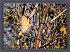 Red Shouldered Hawk -Buteo lineatus - Rotschulter Bussard
