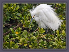 Snowy Egret - Egretta thula - Schmuckreiher