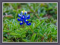 Texas State Flower - Blue Bonnetts