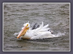 White Pelican -  einer der größten Wasservögel der Welt